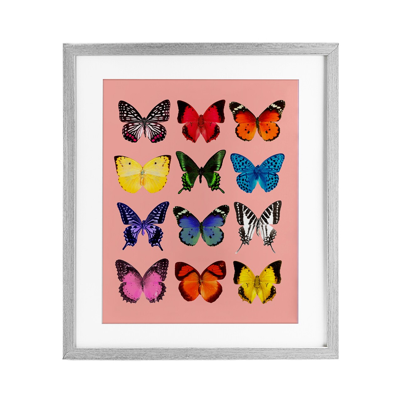 Stupell Industries Butterfly Species on Pink Framed Print Under Glass, design by LISH Creative
